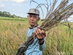 Keluh Kesah Petani Trenggalek Kewalahan Kendalikan Hama Wereng