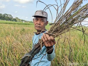 Keluh Kesah Petani Trenggalek Kewalahan Kendalikan Hama Wereng Keluh Kesah Petani Trenggalek Kewalahan Kendalikan Hama Wereng