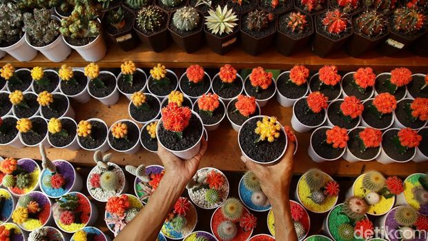 Lapangan Banteng kembali disulap menjadi taman mini penuh warna lewat pameran Flora dan Fauna (Flona) 2025 yang resmi dibuka Selasa (5/8). Pameran tahunan yang selalu dinanti warga ibu kota ini menyuguhkan beragam koleksi tanaman hias hingga hewan peliharaan eksotis, menjadikannya destinasi wajib bagi para pecinta flora dan fauna.