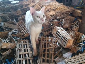 Puluhan Kepala Kucing Ditemukan dalam Karung di Pasar, Pedagang Resah Puluhan Kepala Kucing Ditemukan dalam Karung di Pasar, Pedagang Resah