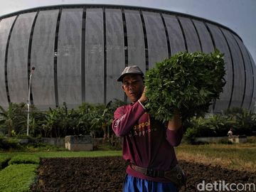 Kisah Perjuangan Petani Sayur di Tengah Modernisasi Kota