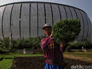 Kisah Perjuangan Petani Sayur di Tengah Modernisasi Kota Kisah Perjuangan Petani Sayur di Tengah Modernisasi Kota
