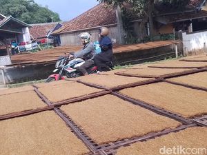 Tembakau Mole, Warisan Leluhur Sunda yang Tersimpan di Sasag Bambu Tembakau Mole, Warisan Leluhur Sunda yang Tersimpan di Sasag Bambu