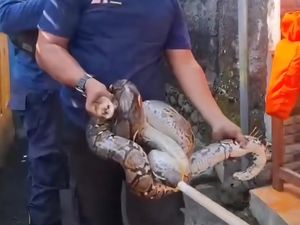 Sanca Besar Masuk Selokan SDN Bogor Bikin Panik, Damkar Evakuasi Sanca Besar Masuk Selokan SDN Bogor Bikin Panik, Damkar Evakuasi