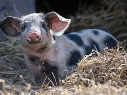 Ini 5 Jenis Babi yang Dagingnya Banyak Dikonsumsi di Dunia