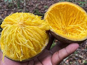 Bambangan, Buah Langka Mirip Mangga dari Hutan Kalimantan
