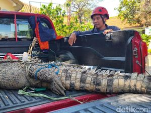 Geger Buaya 3 Meter Keliaran di Kebun Tebu Sidoarjo Geger Buaya 3 Meter Keliaran di Kebun Tebu Sidoarjo
