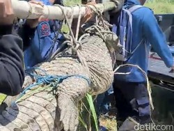 Fakta-fakta Dramatis Evakuasi Buaya 3 Meter di Kebun Tebu Sidoarjo