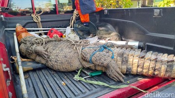 Heboh Buaya 3 Meter Masuk Kebun Tebu di Sidoarjo, Sempat Makan Ternak Warga