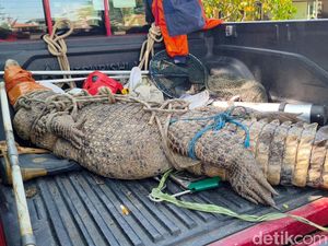Heboh Buaya 3 Meter Masuk Kebun Tebu di Sidoarjo, Sempat Makan Ternak Warga Heboh Buaya 3 Meter Masuk Kebun Tebu di Sidoarjo, Sempat Makan Ternak Warga
