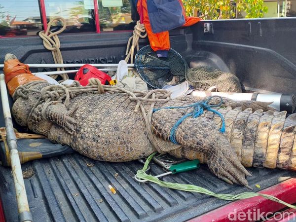 Evakuasi Buaya 3 Meter di Sidoarjo