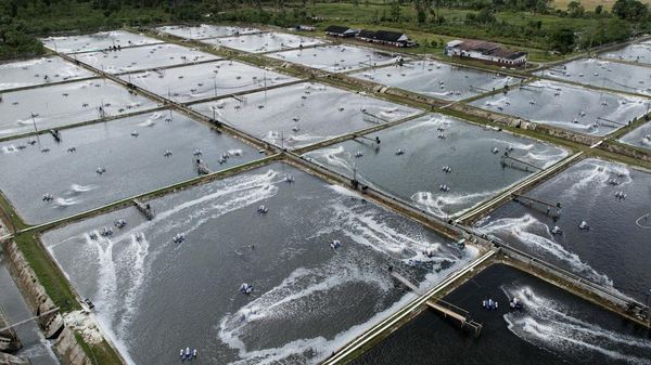 Dihantam Tarif AS, Petambak Udang Mulai Bidik Pasar Tiongkok