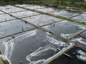 Dihantam Tarif AS, Petambak Udang Mulai Bidik Pasar Tiongkok Dihantam Tarif AS, Petambak Udang Mulai Bidik Pasar Tiongkok