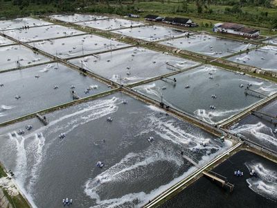 Dihantam Tarif AS, Petambak Udang Mulai Bidik Pasar Tiongkok