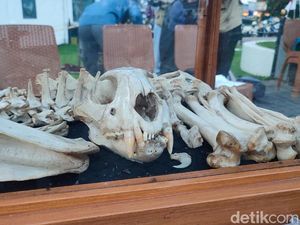 Saat Tulang Dihadirkan di Alun-alun Ciamis Saat Tulang Dihadirkan di Alun-alun Ciamis