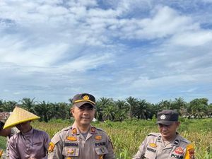 Wujudkan Ketahanan Pangan, Polres Dumai Panen Jagung di Lahan 1 Hektare Wujudkan Ketahanan Pangan, Polres Dumai Panen Jagung di Lahan 1 Hektare