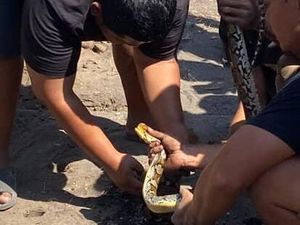 Heboh Warga Ramai-ramai Tolong Ular Sanca Terjepit Lubang Drainase di Sleman