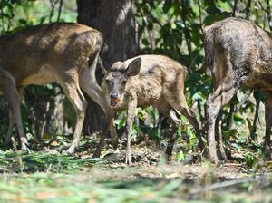 Rusa-Rusa Menggemaskan Ini Kini Hidup Bebas di Hutan Bali