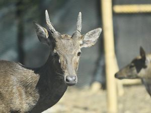 Video: 12 Rusa Timor Dilepas ke Alam Liar Bali, Siap Jaga Populasi!