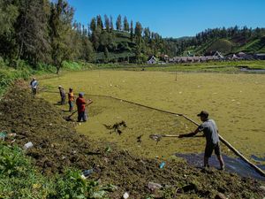 Danau Ranu Pani Dipulihkan dari Ancaman Pendangkalan