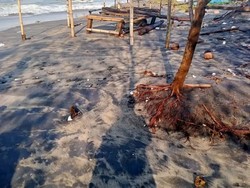 Amukan Laut Selatan Cianjur yang Hancurkan Warung-Hutan Cemara