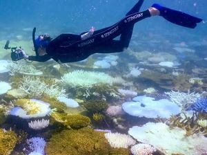 Great Barrier Reef di Ambang Krisis, Catat Rekor Kehilangan Karang Great Barrier Reef di Ambang Krisis, Catat Rekor Kehilangan Karang