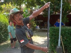 Kobra Jawa 1,5 Meter Mendesis Bikin Kaget Tukang Batu di Cawas Klaten