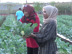 Belanja Sayur Langsung Petik di Lahan Petani Lumajang, Murah dan Segar!
