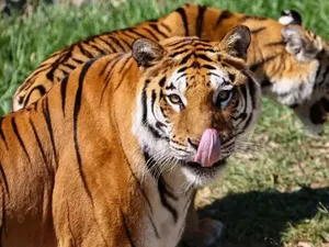 Kebun Binatang Denmark Minta Warga Sumbangkan Hewan untuk Mangsa Harimau