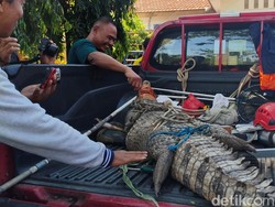 Buaya 3 Meter di Sidoarjo Dititipkan ke Predator Fun Park Batu