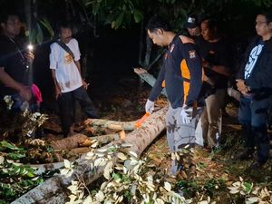 Niat Membantu, Pria di Jembrana Tewas Tertimpa Pohon yang Ditebang