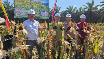 Sukseskan Ketahanan Pangan, Polres Inhu Panen Raya Jagung 600 Kg