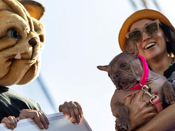 Lucu Banget, Anjing-Anjing Terjelek Adu Gaya di California