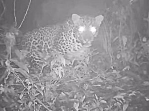 Gunung Lawu Masih Jadi Rumah Macan Tutul Gunung Lawu Masih Jadi Rumah Macan Tutul