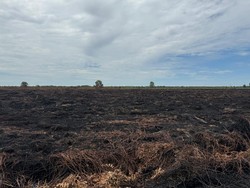 Menhut Sebut Angka Karhutla Turun, Ingatkan Riau dan Kalsel
