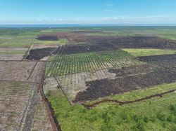 Potret Udara 100 Ha Lahan di Bengkalis Usai Dibakar 2 Tersangka