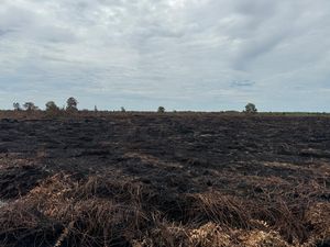 Karhutla di Riau Terus Menurun, 6 Tersangka di Pelalawan Dijerat
