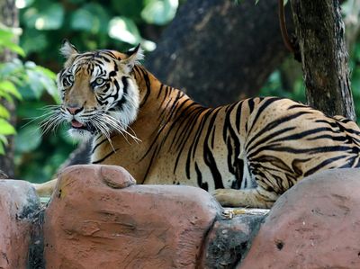 Kebun Binatang Surabaya Punya Koleksi Harimau Sumatera Baru