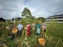 Sukseskan Swasembada Pangan, Polres Dumai Panen Jagung Ratusan Kilo