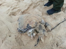 Penyu 10 Kg Ditemukan Mati Terdampar di Pantai Watu Kodok Gunungkidul
