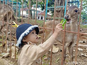 Warga Bandar Lampung Habiskan Waktu Libur di Penangkaran Rusa Unila Warga Bandar Lampung Habiskan Waktu Libur di Penangkaran Rusa Unila