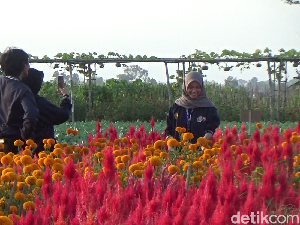 Serunya Petik Sayur di Lumajang Sambil Selfie dengan Lanskap Bunga Marigold Serunya Petik Sayur di Lumajang Sambil Selfie dengan Lanskap Bunga Marigold