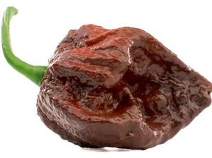 Carolina Reaper Kalah! Ini 10 Cabai Terpedas di Dunia Tahun 2025 Carolina Reaper Kalah! Ini 10 Cabai Terpedas di Dunia Tahun 2025