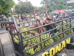 Petani Pati Donasi Pisang 3 Pikap untuk Demo 13 Agustus