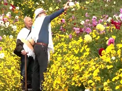 Video Indahnya Hamparan Bunga di Kolombia, Sambut Parade Silleteros