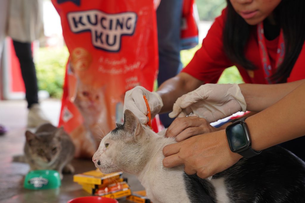 Kucingku merayakan Cat International Day