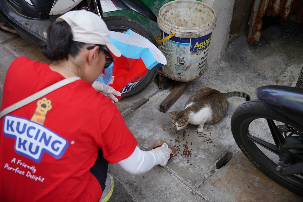 Kucingku merayakan Cat International Day