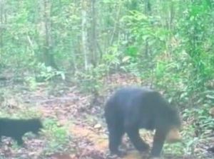 Warga Temukan Beruang yang Diduga Serang Petani di Musi Rawas hingga Kritis Warga Temukan Beruang yang Diduga Serang Petani di Musi Rawas hingga Kritis