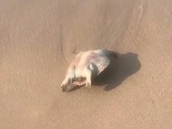 Lagi! Penyu Ditemukan Mati di Pantai Watu Kodok Gunungkidul