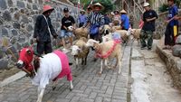 Seratusan Domba Meriahkan Karnaval HUT ke-80 RI di Temanggung